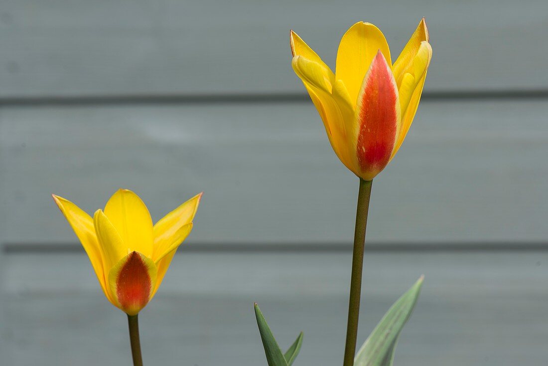 Tulipa 'Giuseppe Verdi' flowers