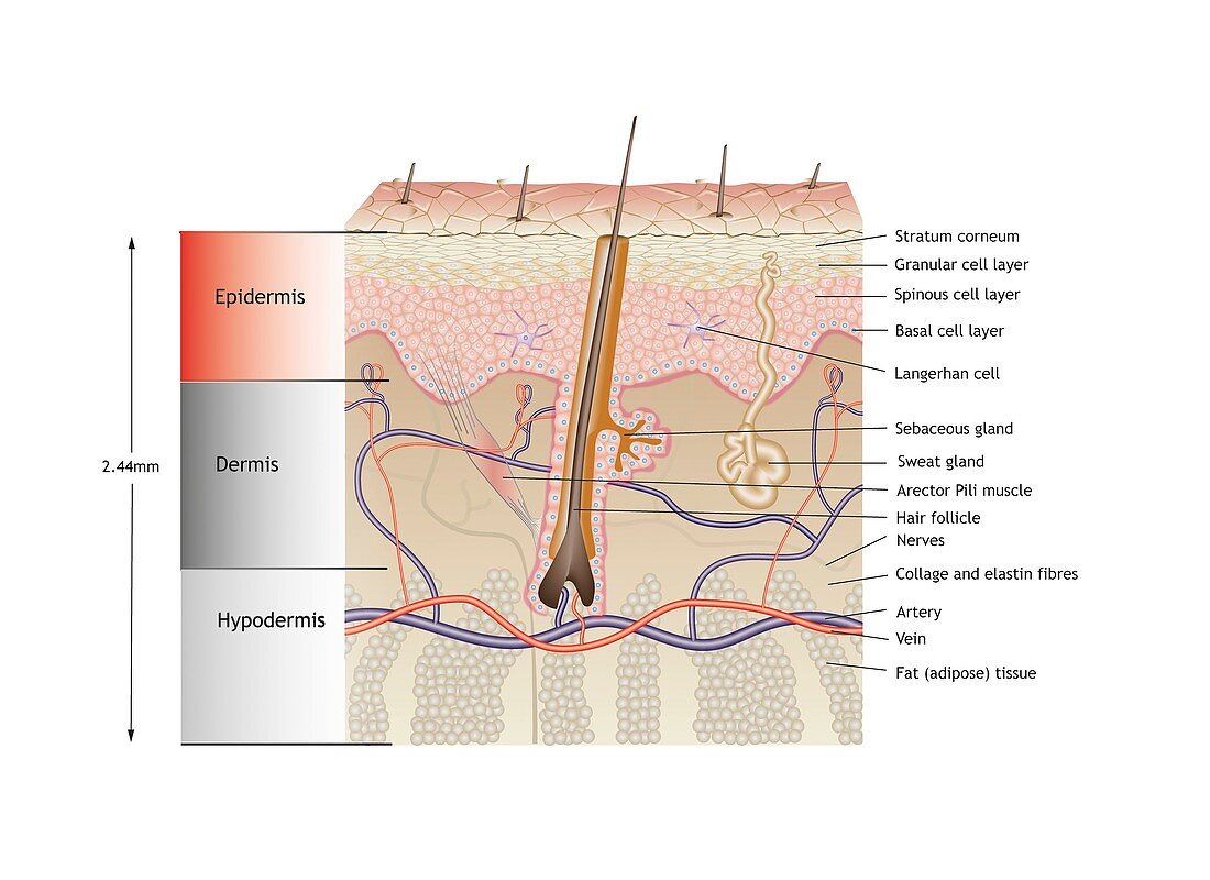 Human skin anatomy, illustration