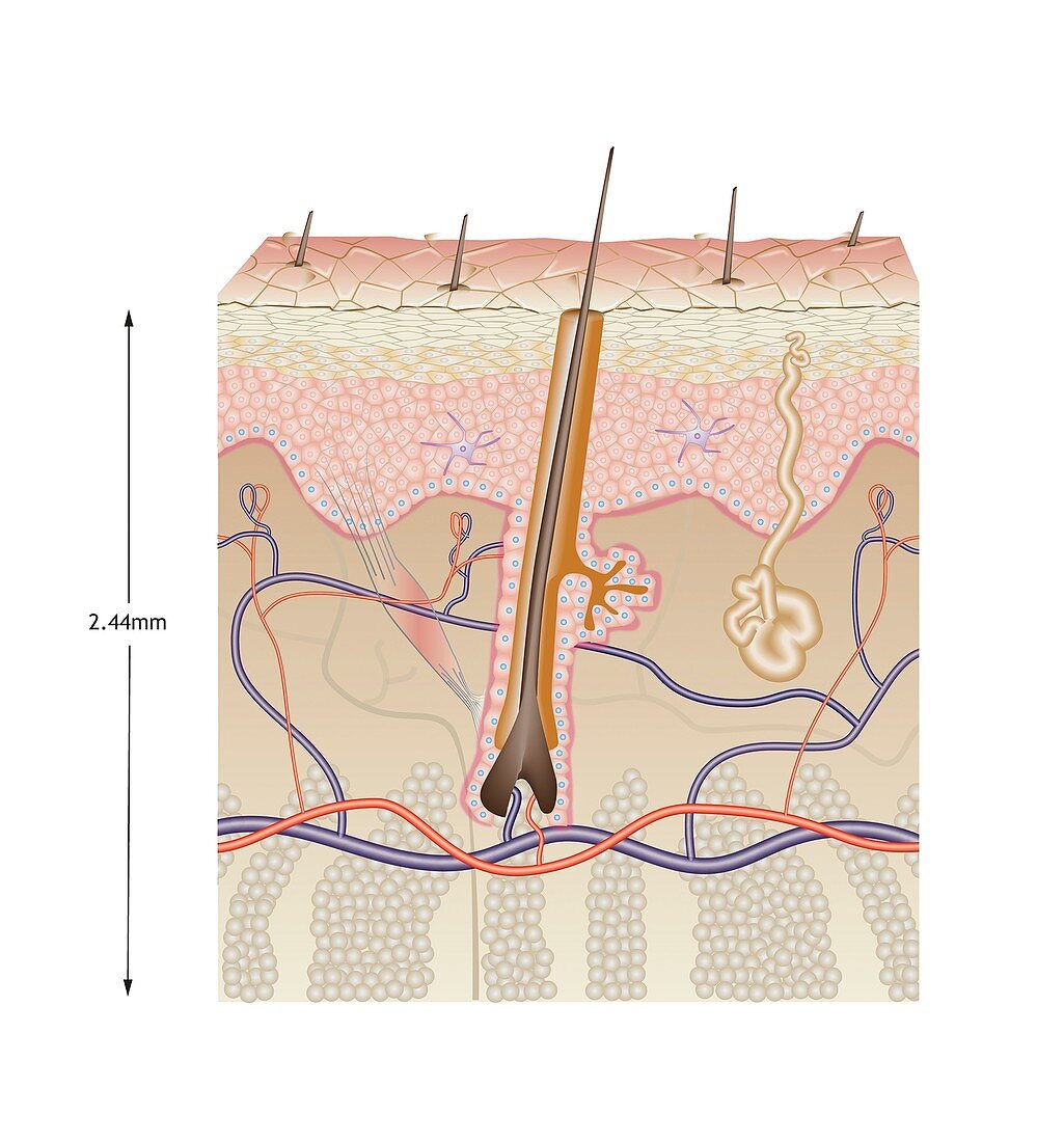 Human skin anatomy, illustration