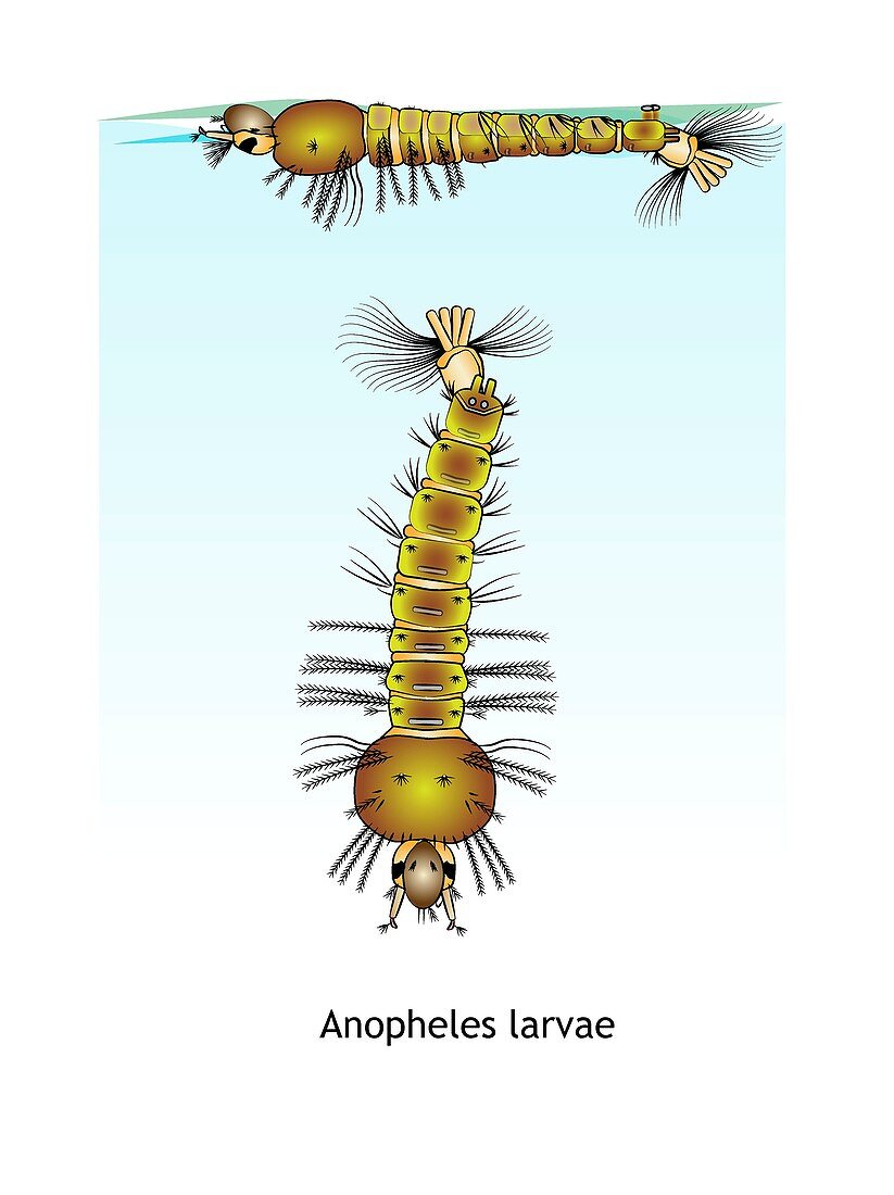 Anopheles mosquito larvae, illustration