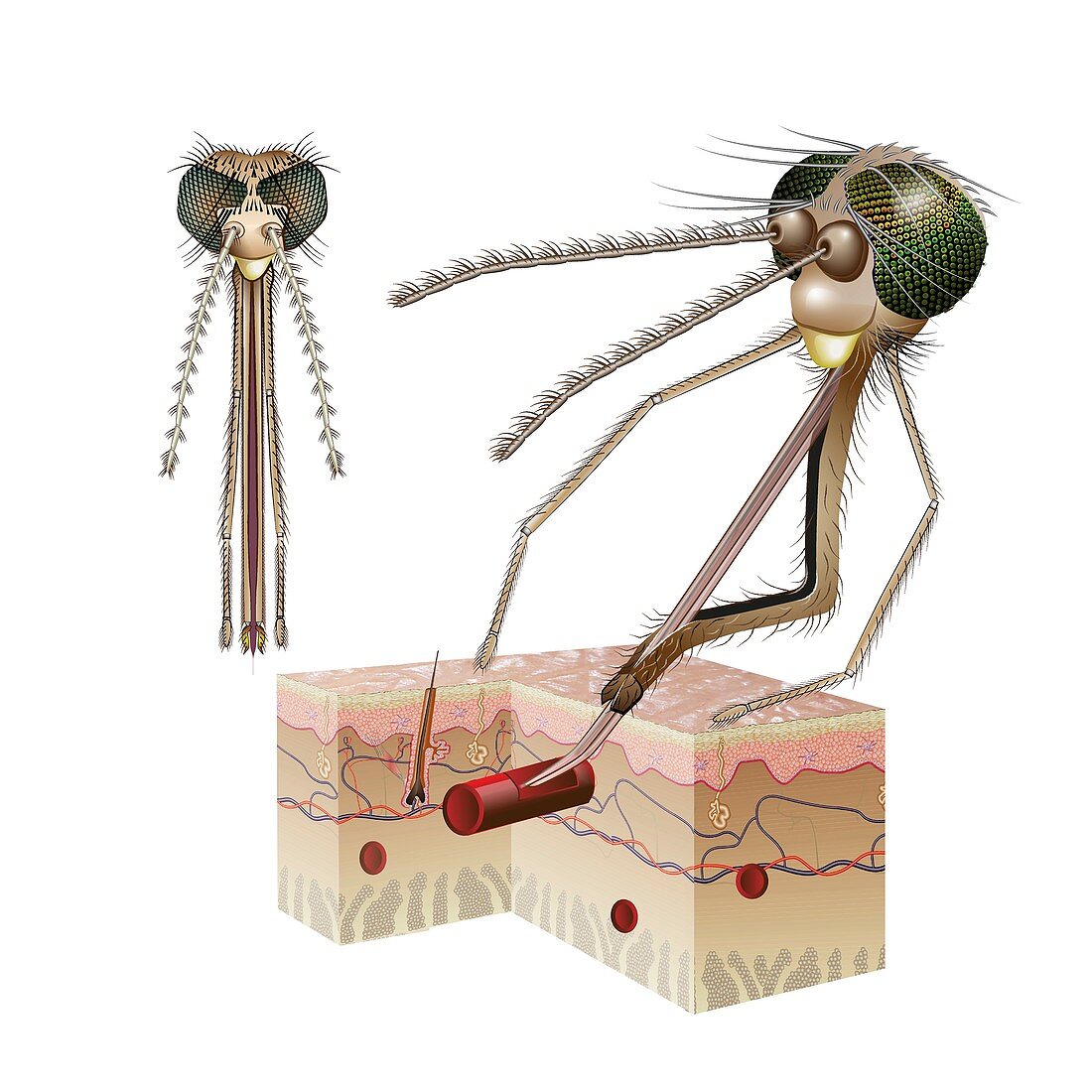 Female Anopheles mosquito feeding on blood, illustration