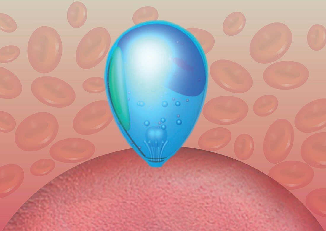 Malaria parasite infecting red blood cell, illustration