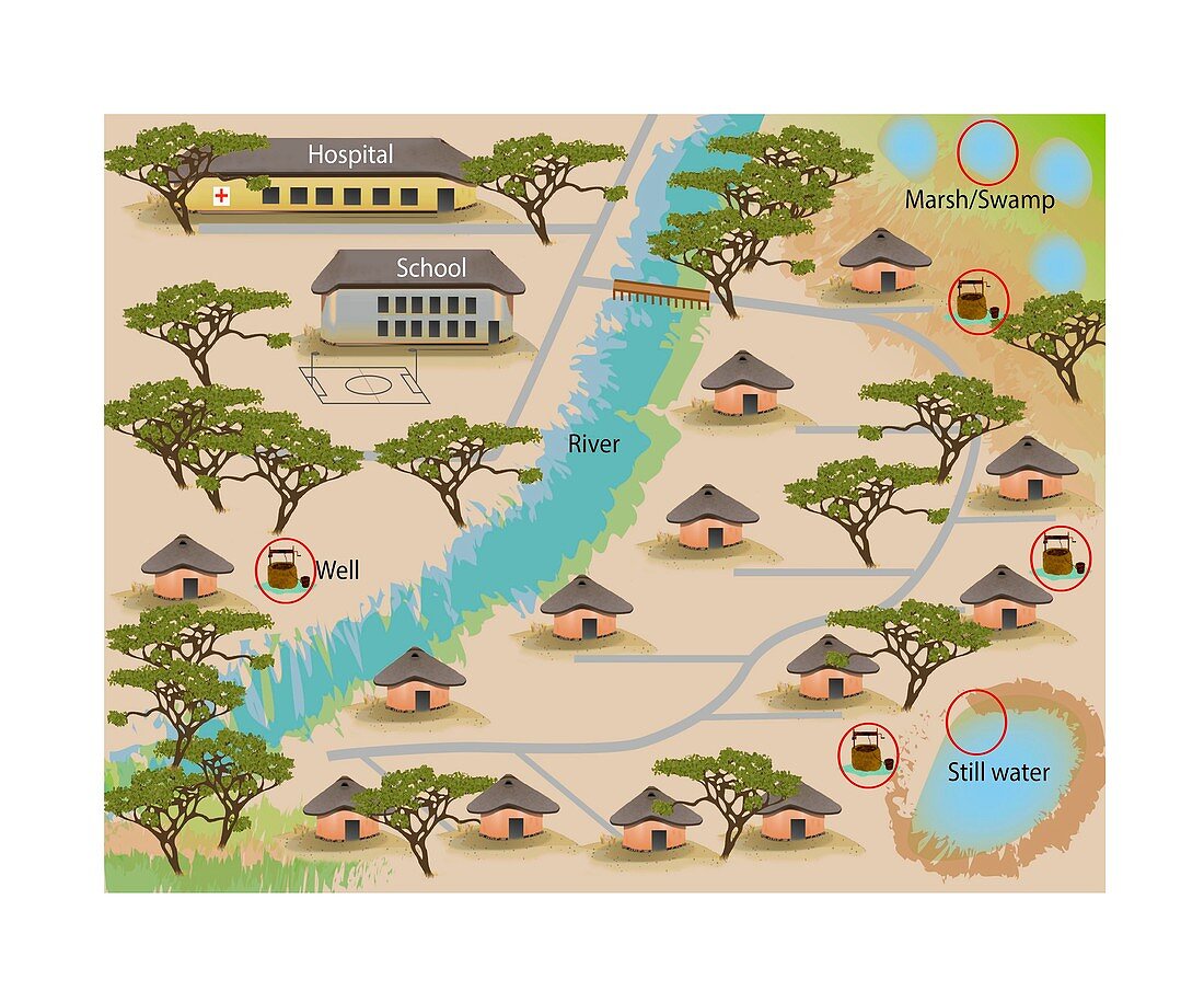 Typical mosquito breeding sites, illustration