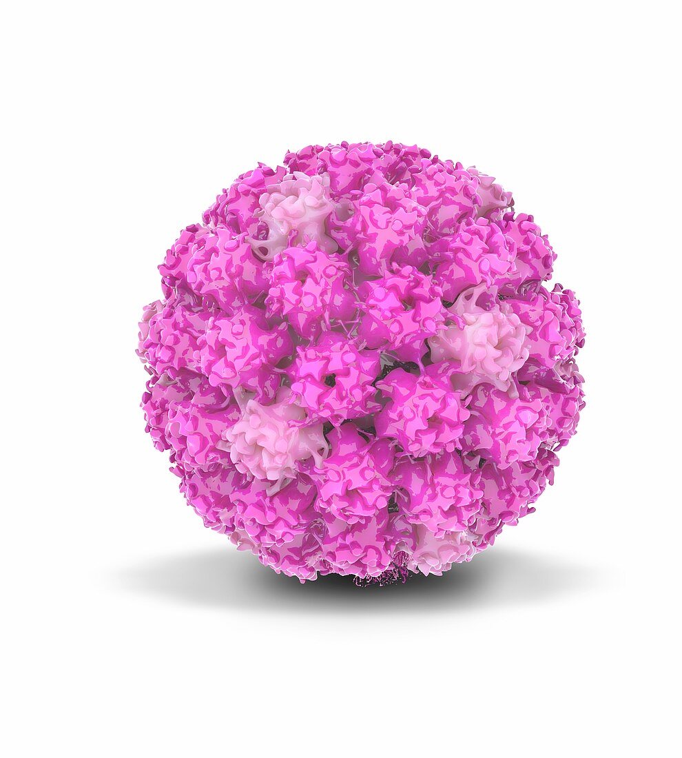 Papillomavirus, illustration
