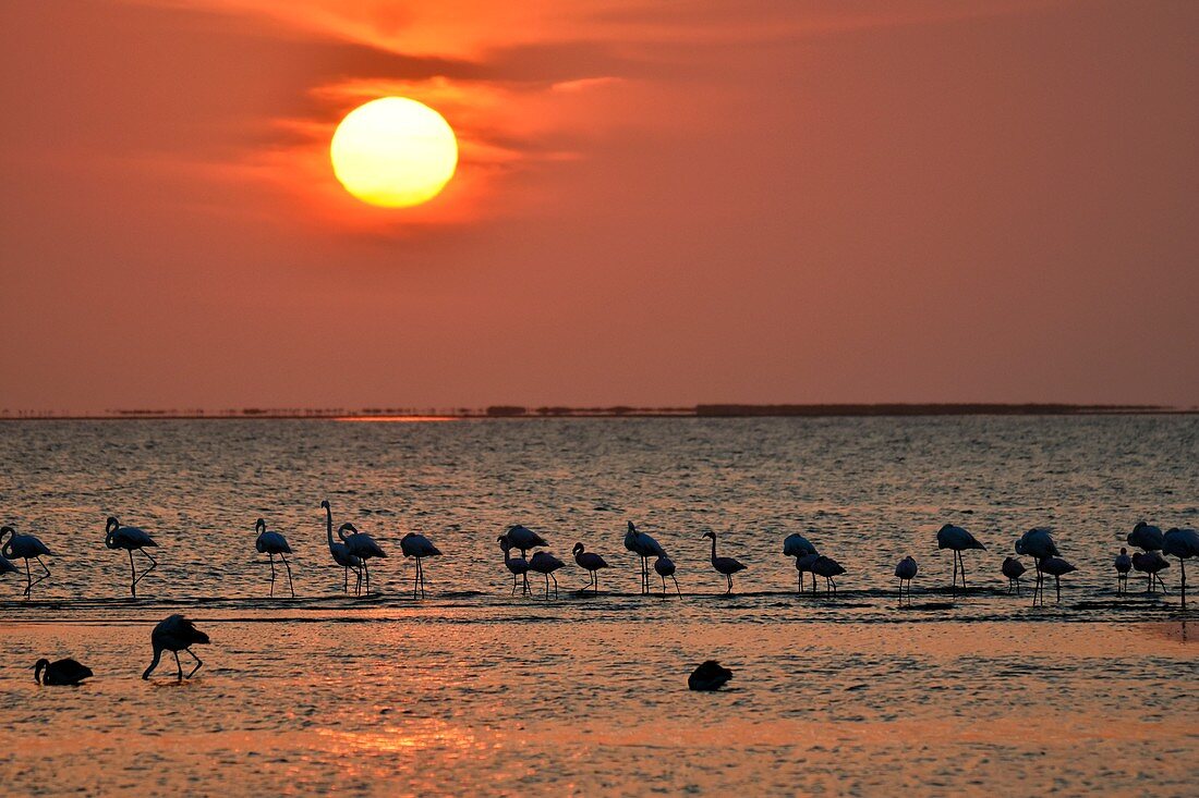 Flock of greater flamingos, Walvis Bay, Namibia