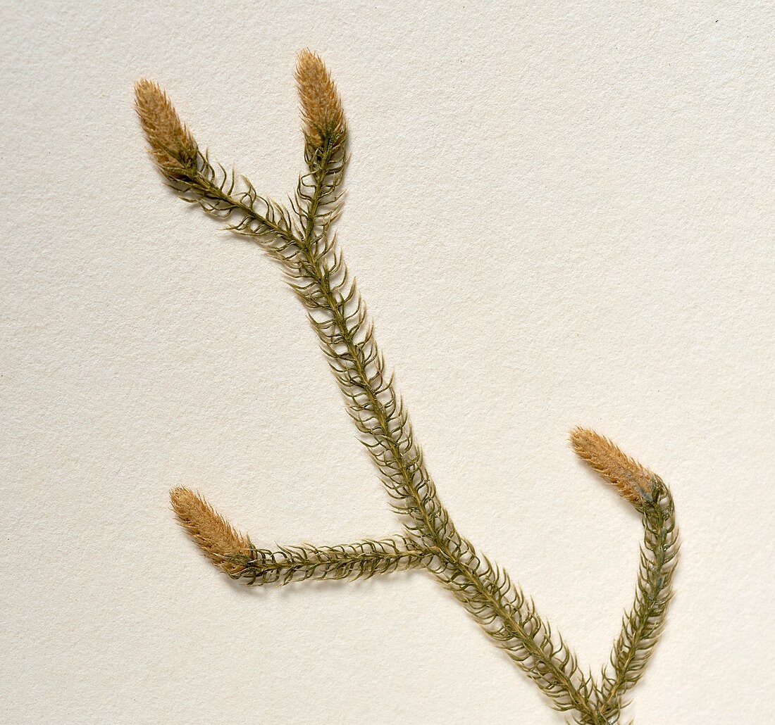 Lycopodium cernuum fern specimen