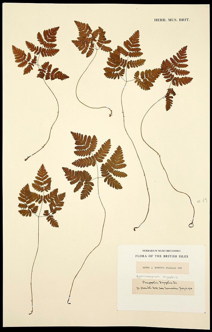 Gymnocarpium dryopteris fern specimen