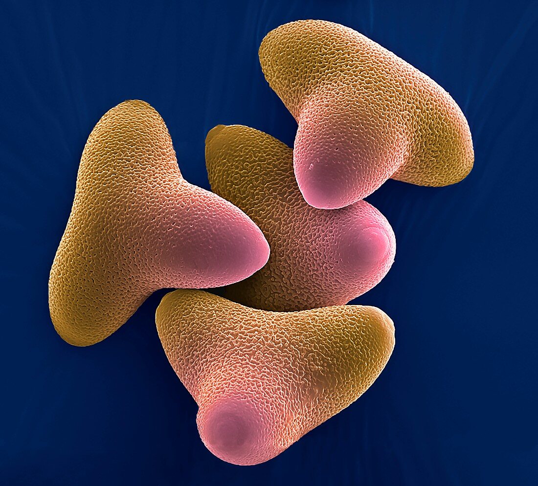 Protea pollen grains
