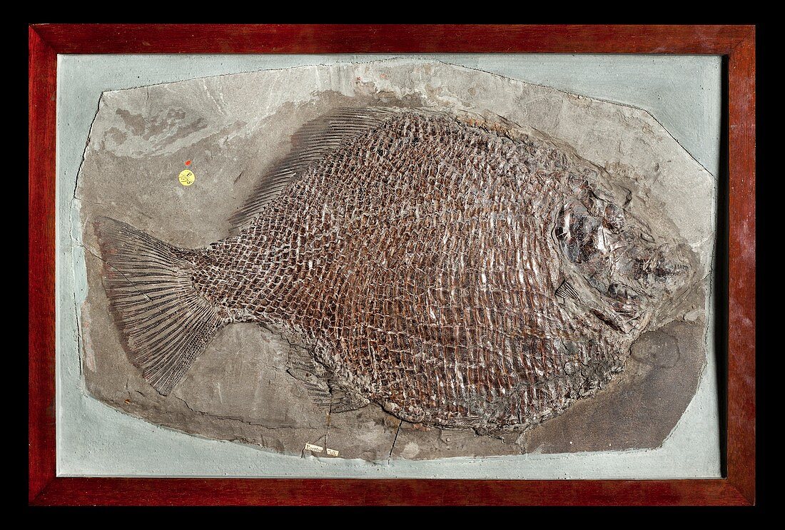 Dapedius granulatus fossil fish