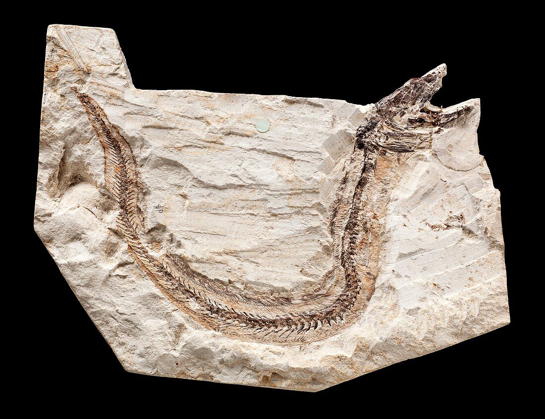 Urenchelys avus fossil eel