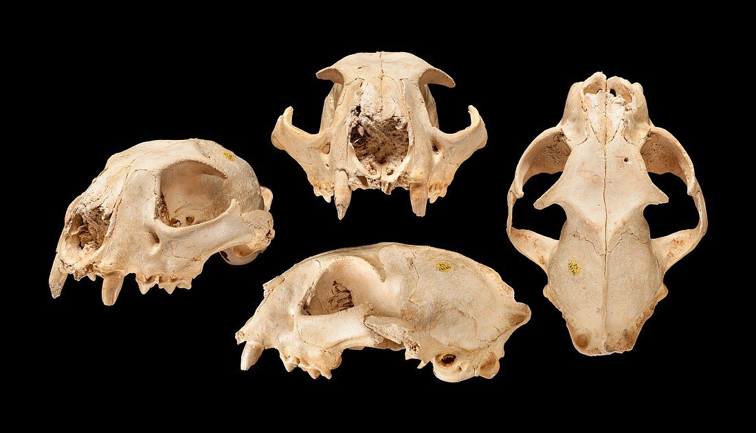 Eurasian lynx skull