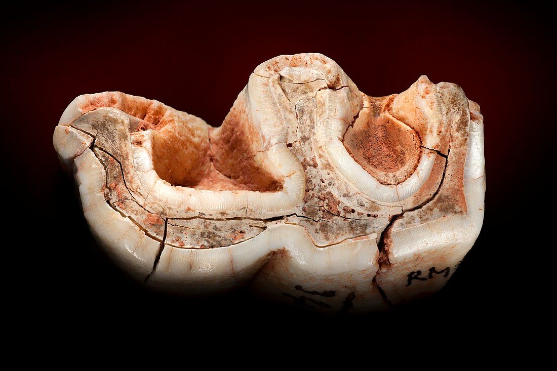 Woolly rhinoceros tooth