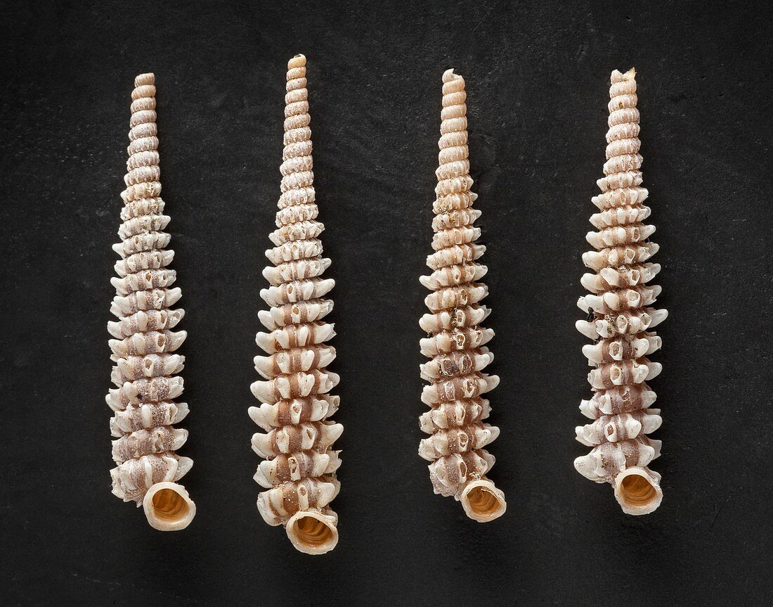 Gongylostoma land snail shells