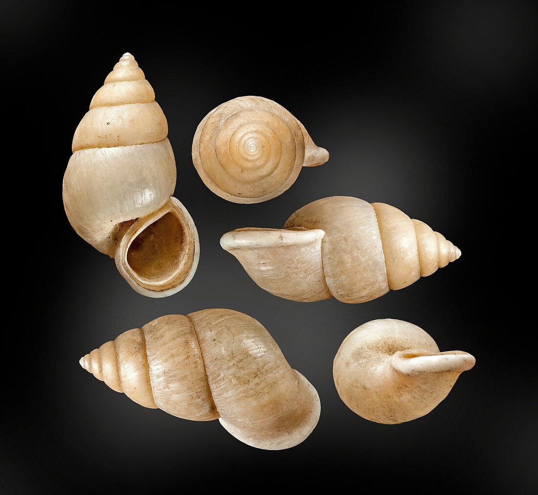 Megalomastoma land snail shells