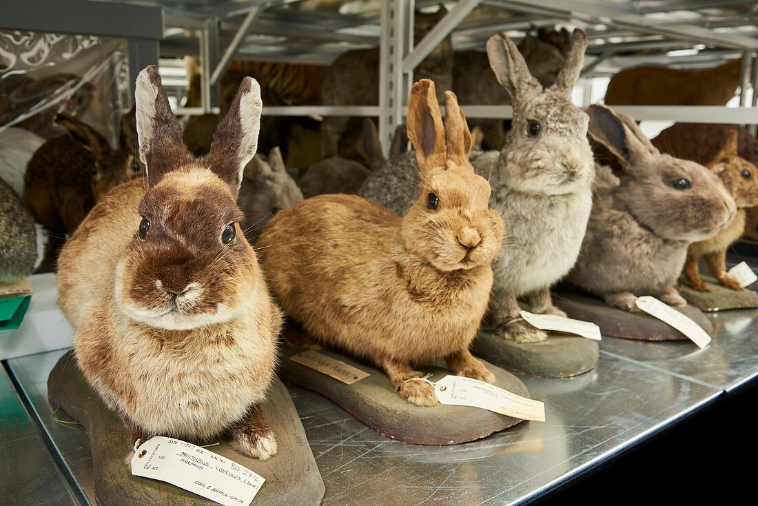 Taxidermy rabbit specimens