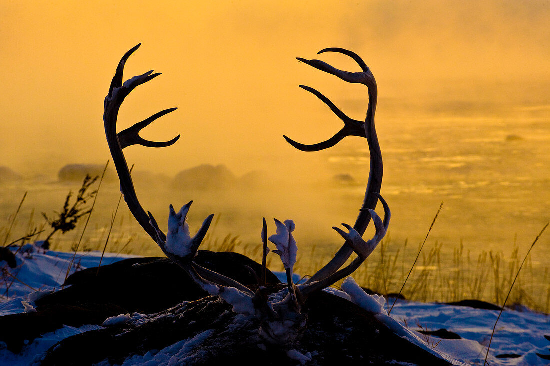Caribou antlers at sunrise