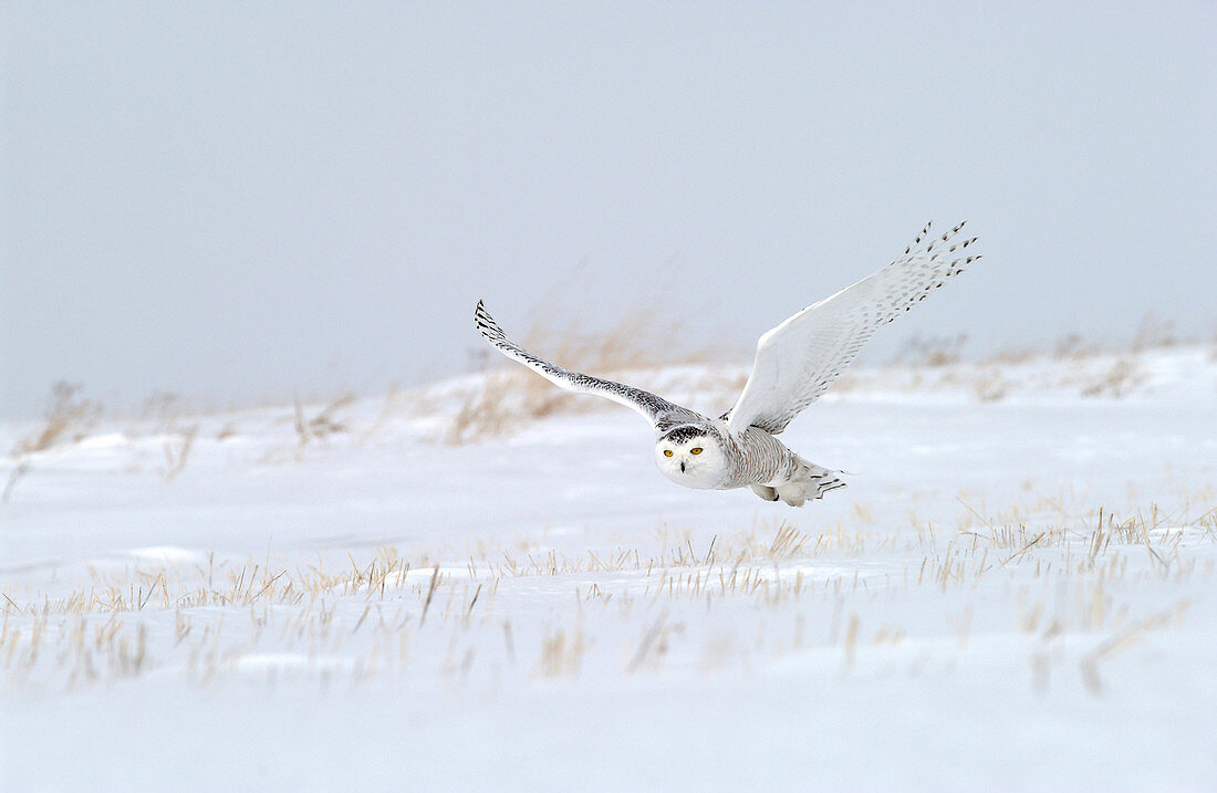 Snowy owl adult female in flight