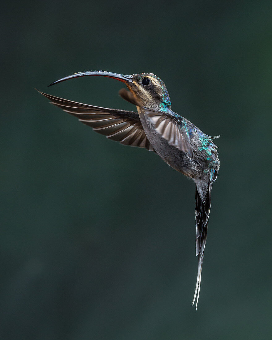 Green hermit hummingbird