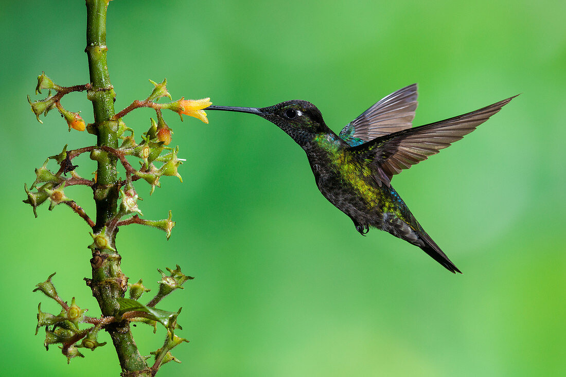 Male magnificent hummingbird