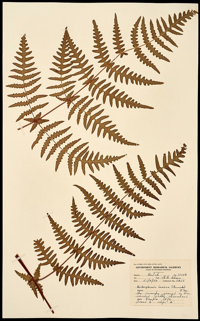 Histiopteris incisa fern specimen