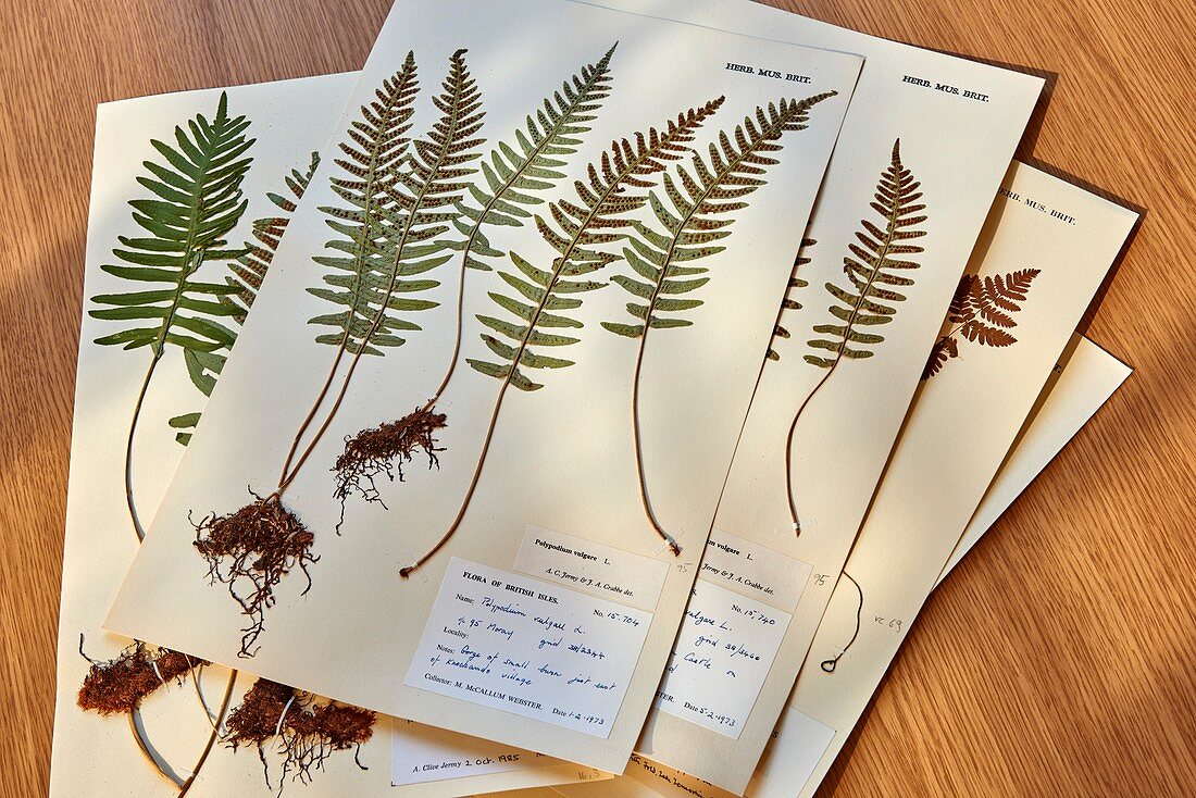 Mounted fern specimens