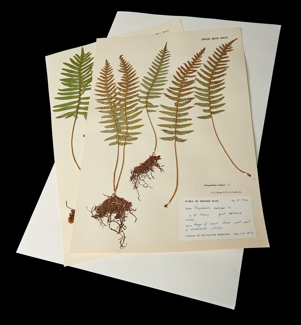 Mounted fern specimens