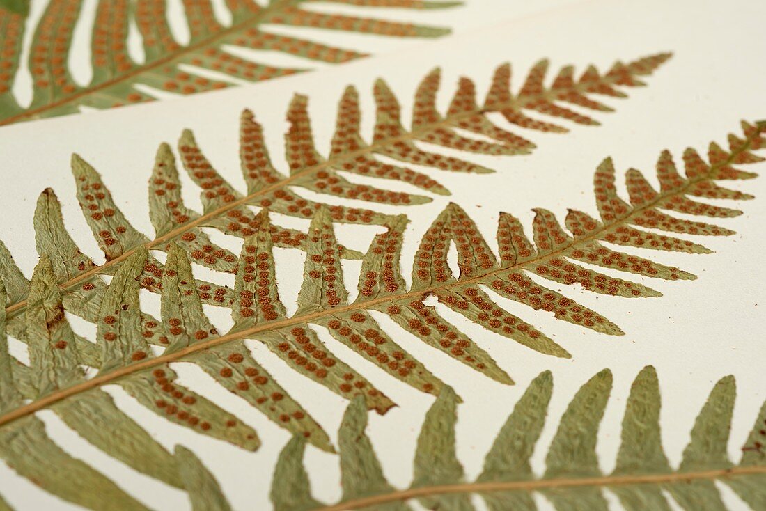 Polypodium vulgare fern specimen