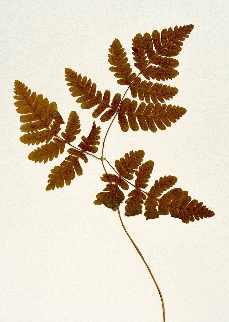 Gymnocarpium dryopteris fern specimen