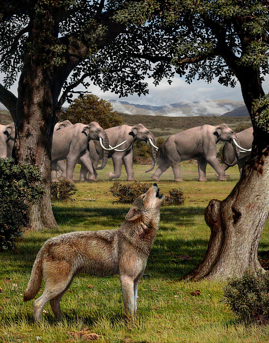 Dire wolf and Colombian mammoths, illustration