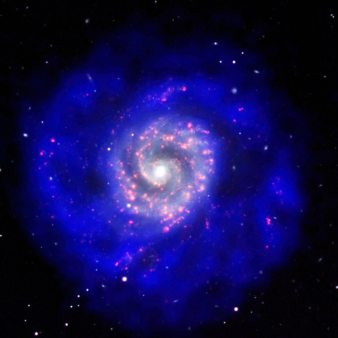 Spiral galaxy NGC 3596, composite radio-optical image