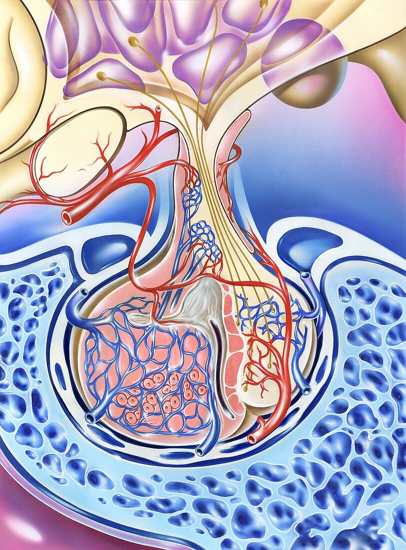 Pituitary gland, illustration