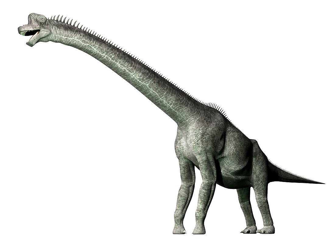 Brachiosaurus, illustration