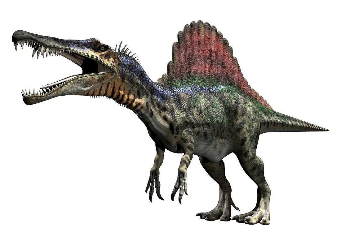 Spinosaurus, illustration