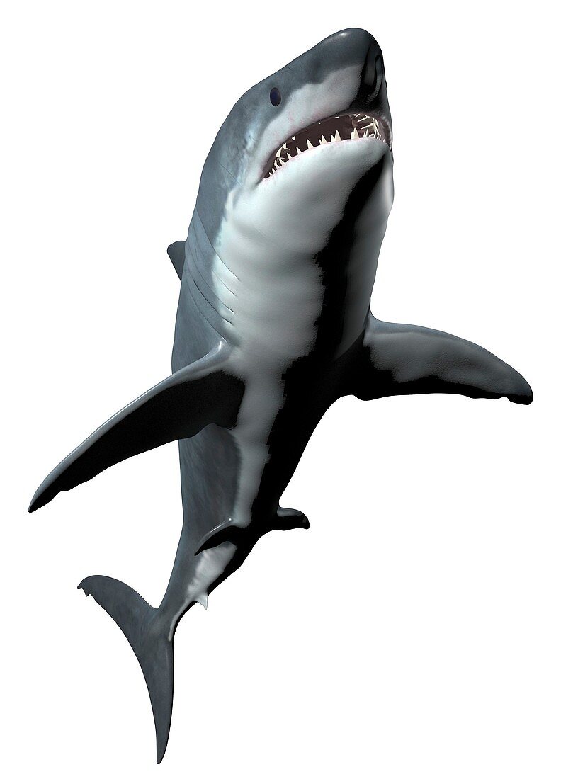 Megalodon, illustration