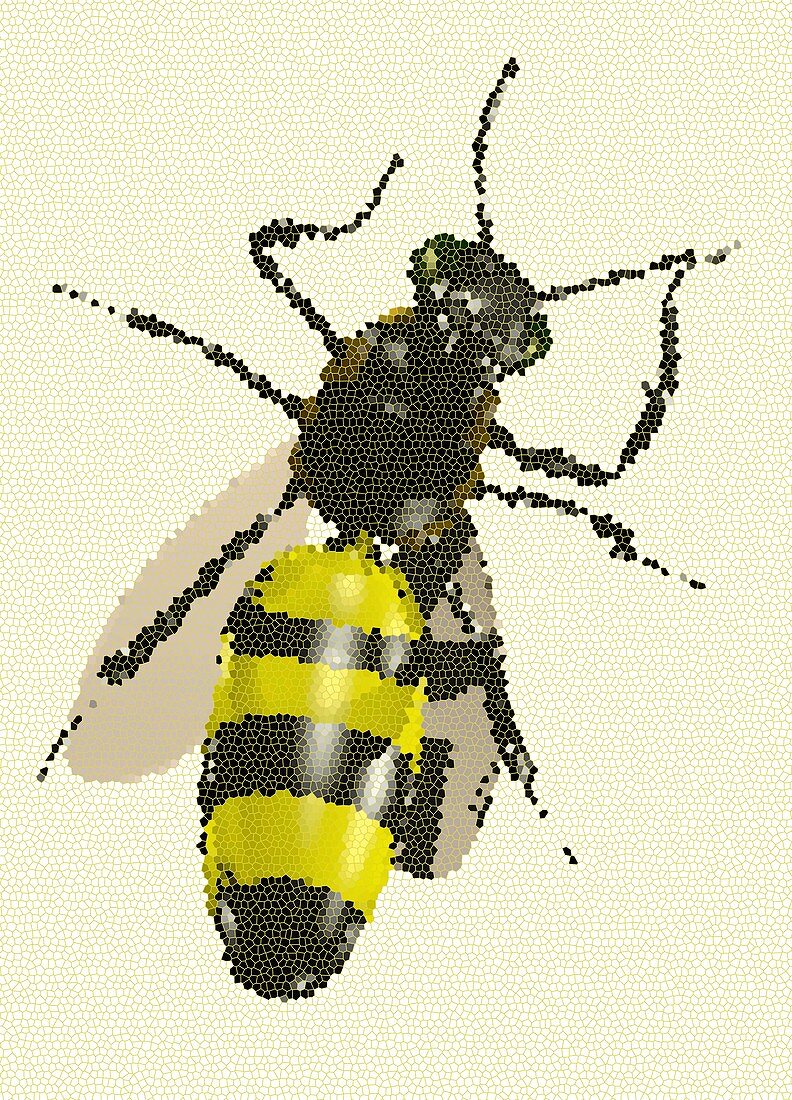 Bee, illustration