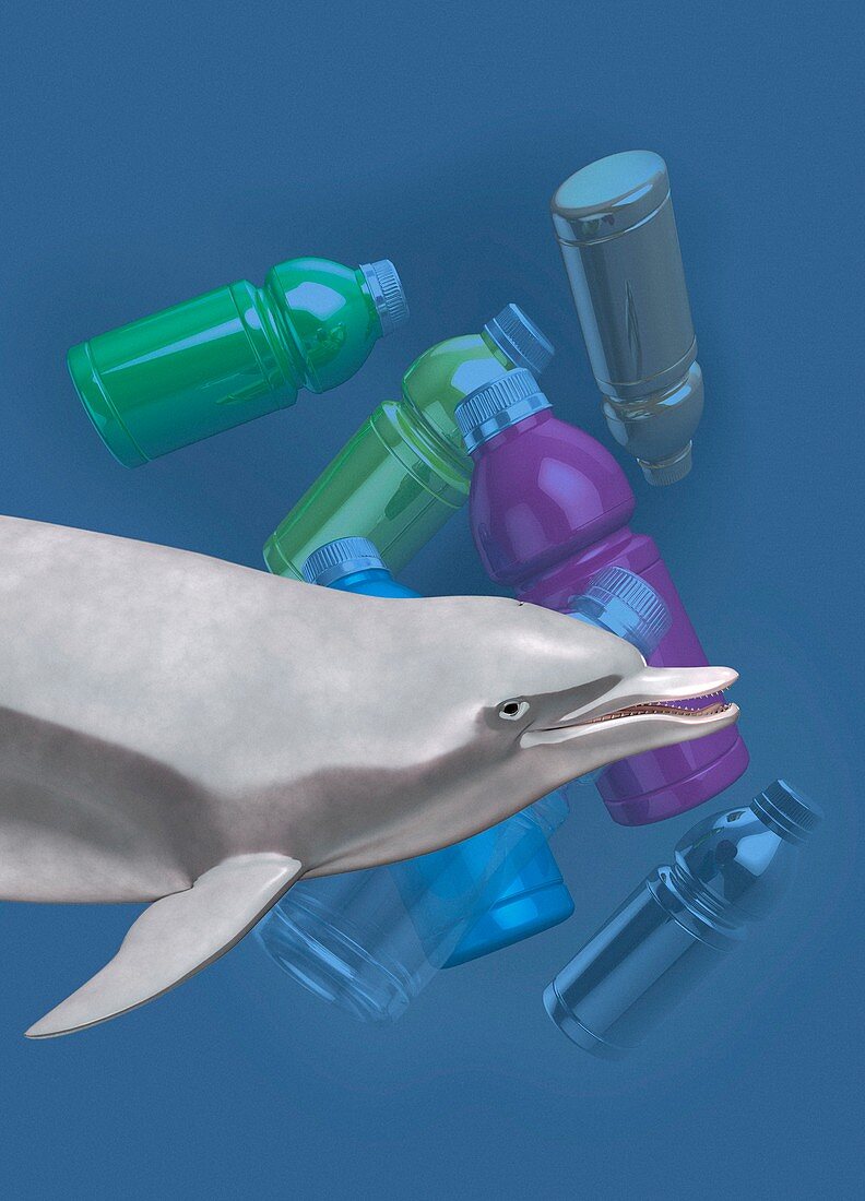 Dolphins and pollution, illustration