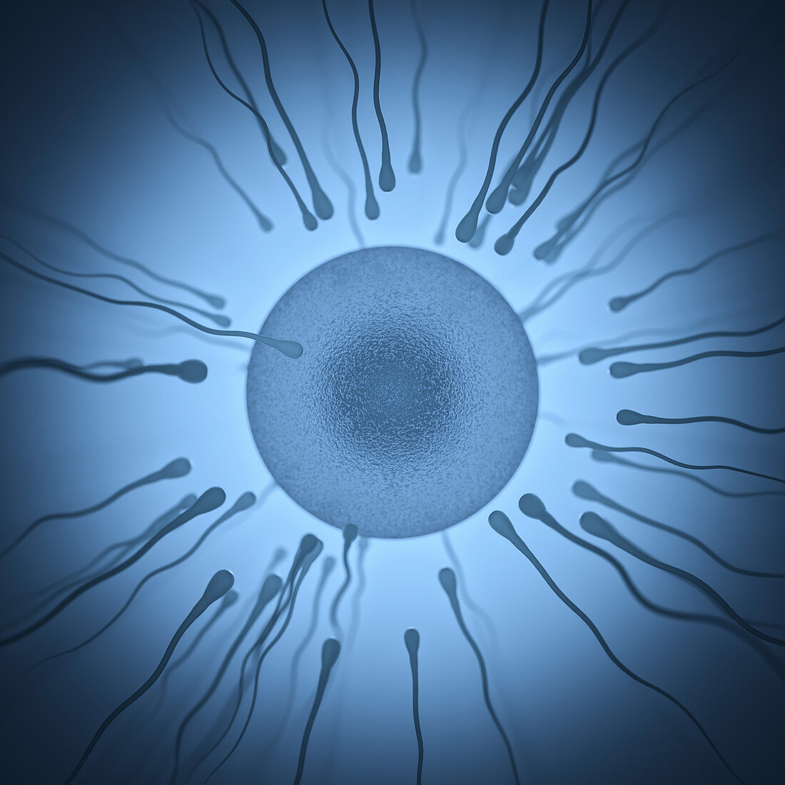 Sperm and egg, illustration