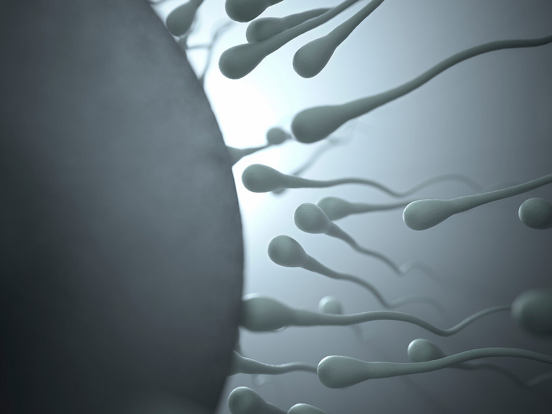 Sperm approaching egg, illustration