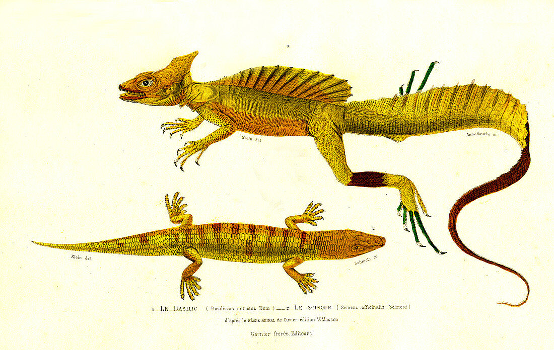 Basilisk and skink lizards, 19th century
