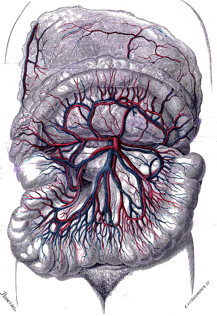 Intestines and superior mesenteric artery, 1867 illustration