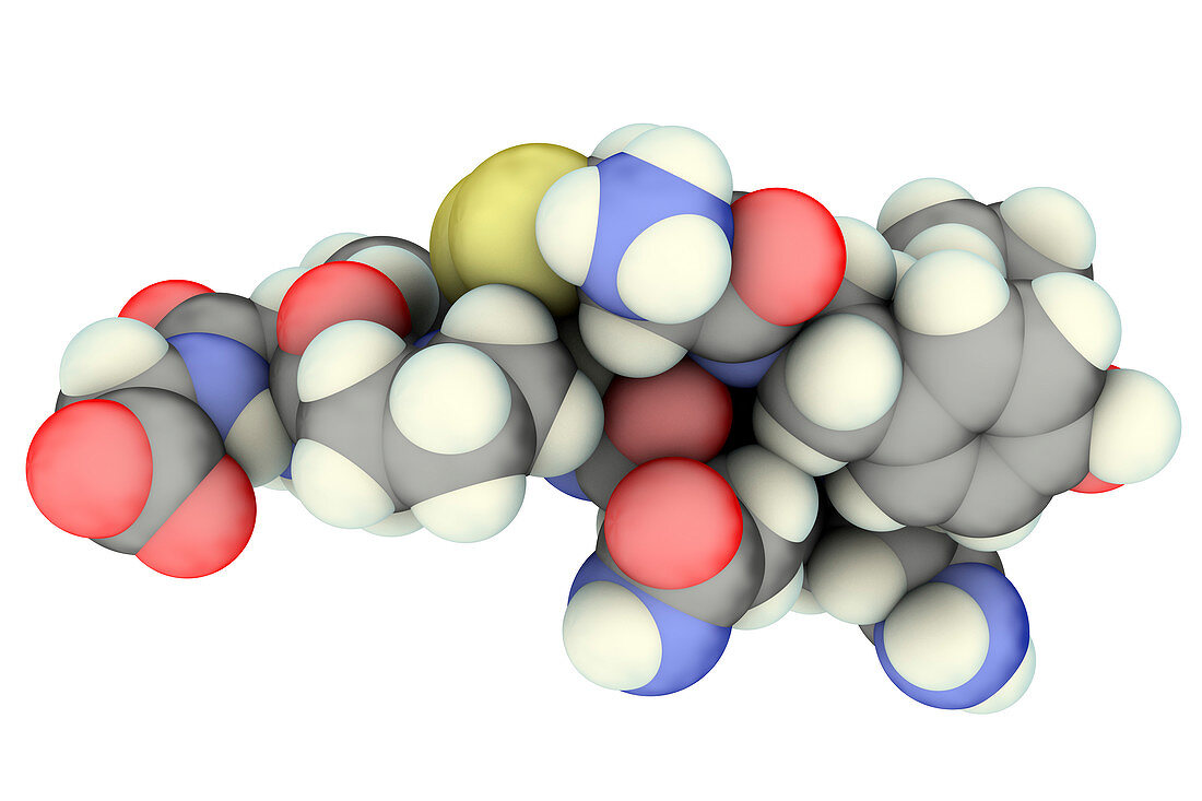 Oxytocin hormone, molecular model