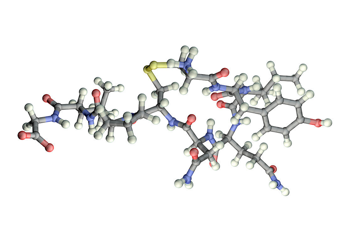 Oxytocin hormone, molecular model