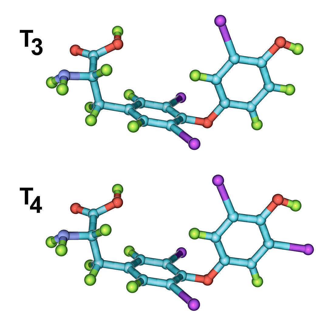 Triiodothyronine and thyroxine hormone, molecular models