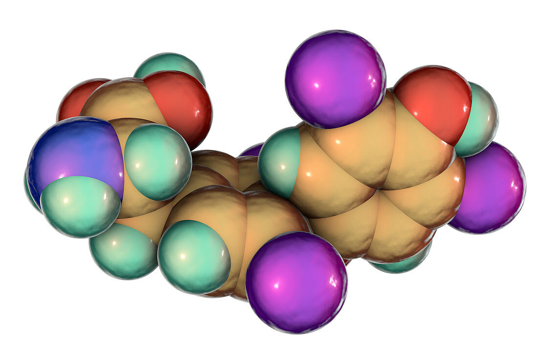 Thyroxine hormone, molecular model
