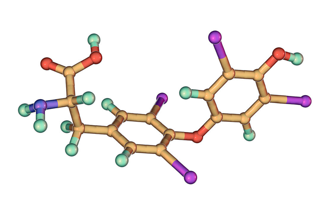 Thyroxine hormone, molecular model