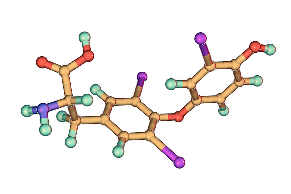 Triiodothyronine hormone, molecular model
