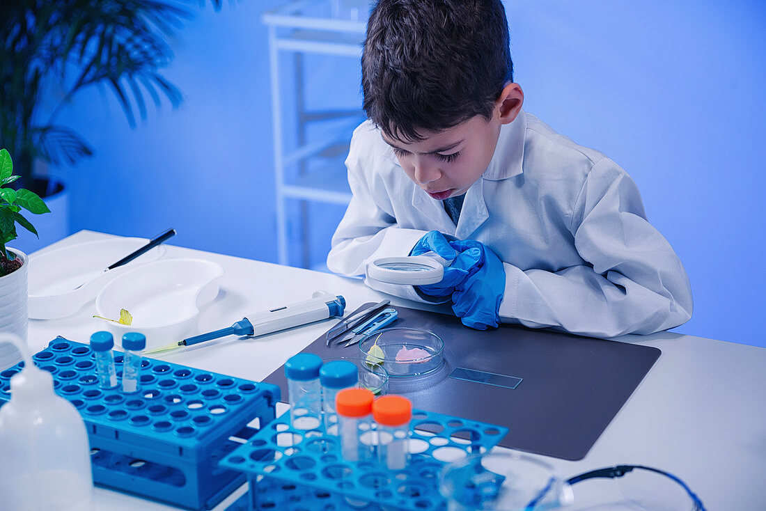 Schoolboy examining leaves