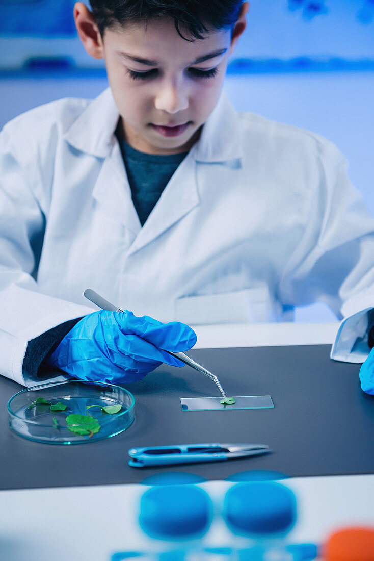 Schoolboy putting leaves on microscope slide