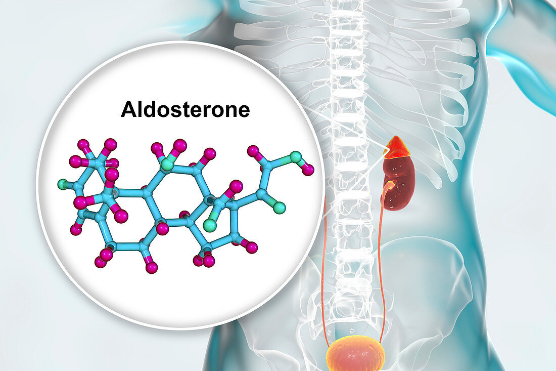 Aldosterone hormone and adrenal gland, illustration