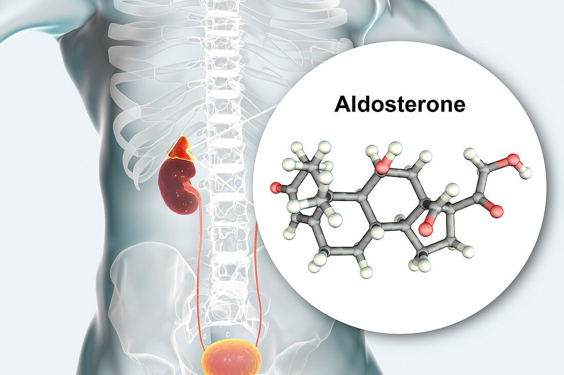 Aldosterone hormone and adrenal gland, illustration